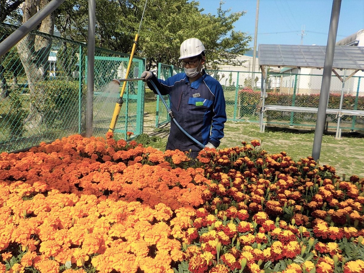 An employee growing flower seedlings